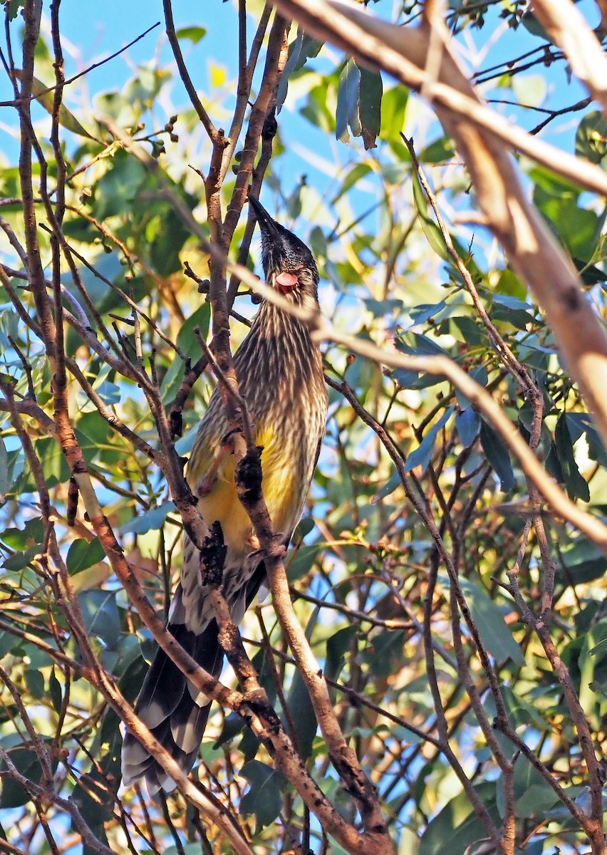 Red Wattlebird - ML616195946