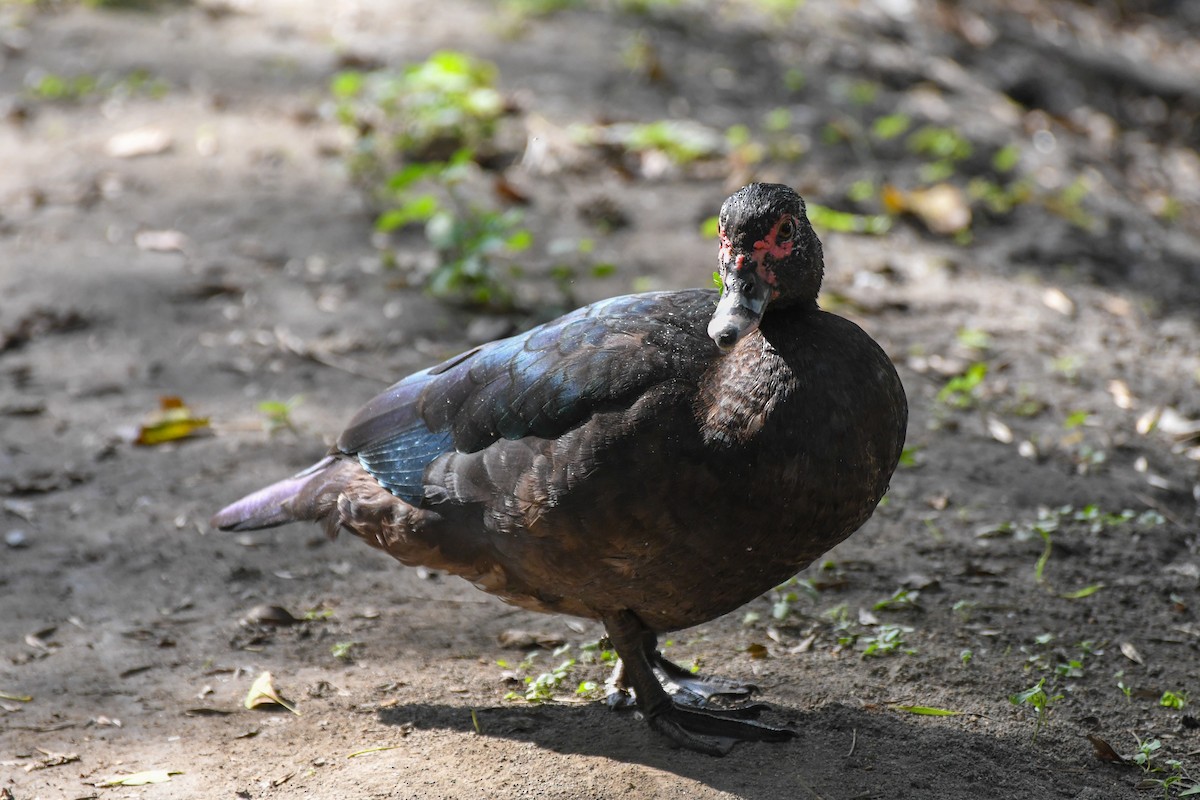 Muscovy Duck (Domestic type) - ML616195965