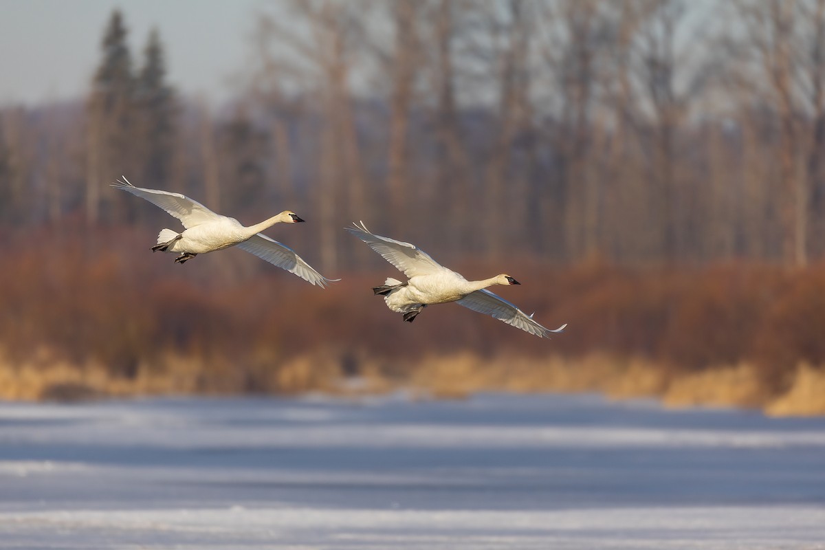 Cisne Trompetero - ML616196034