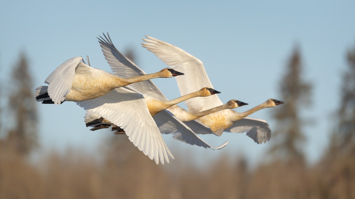 Trumpeter Swan - ML616196035