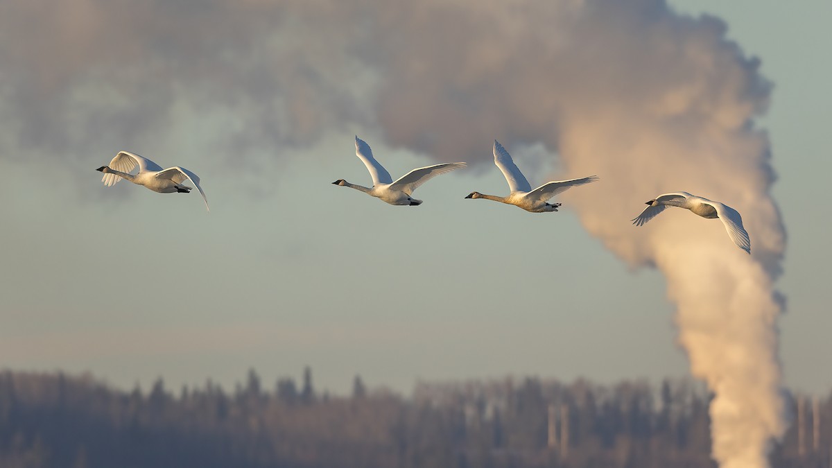 Trumpeter Swan - ML616196044