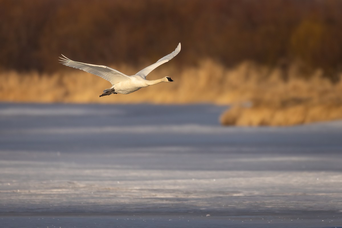 Trumpeter Swan - ML616196045