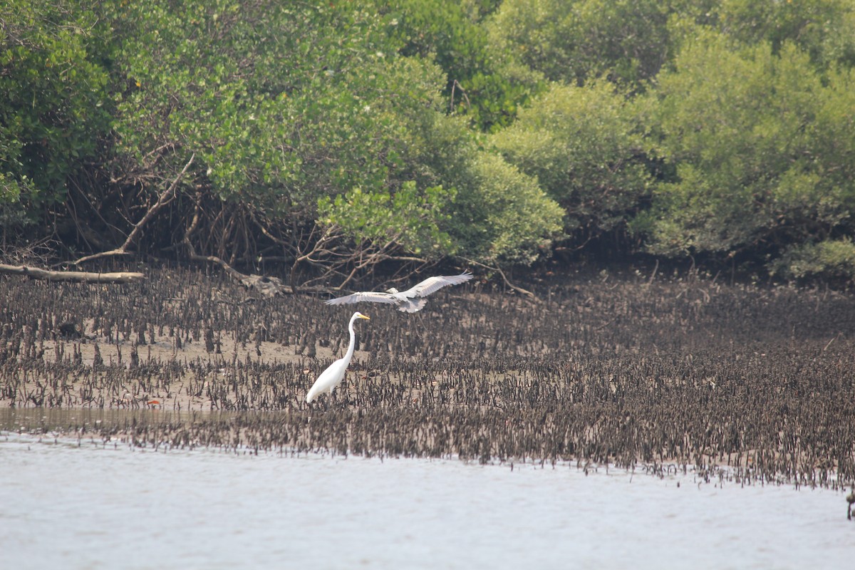 Great Egret - ML616196047