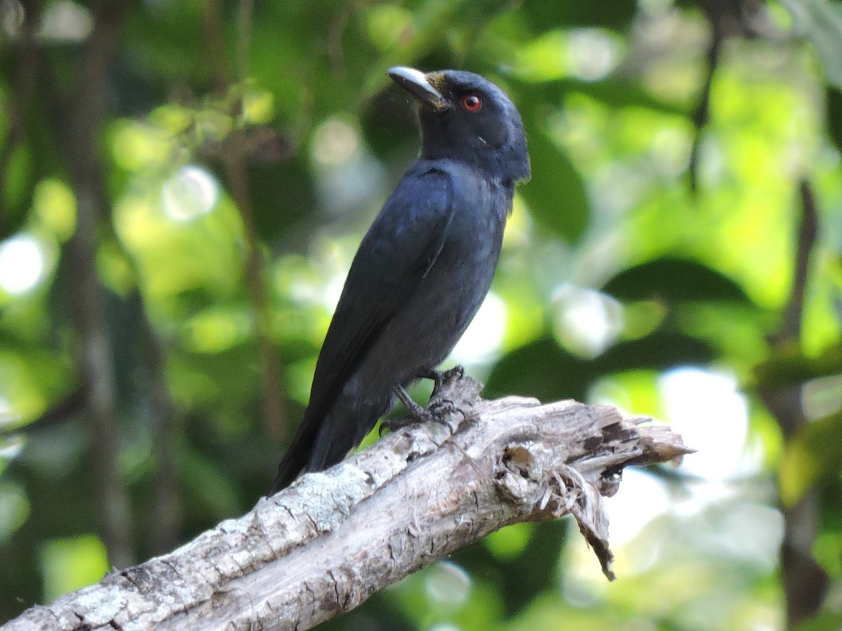 Black Drongo - ML616196049