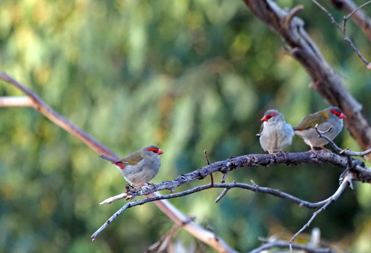 Red-browed Firetail - ML616196079