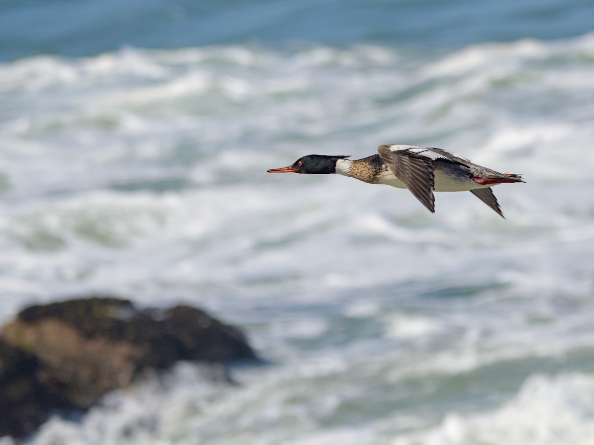 Red-breasted Merganser - Shyamprasad Natarajan Raja