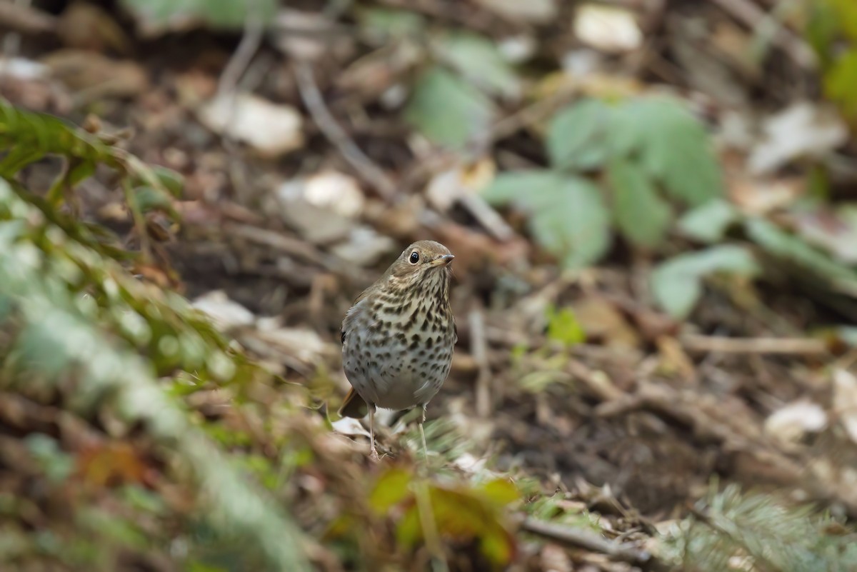 Hermit Thrush - Kha Nguyen