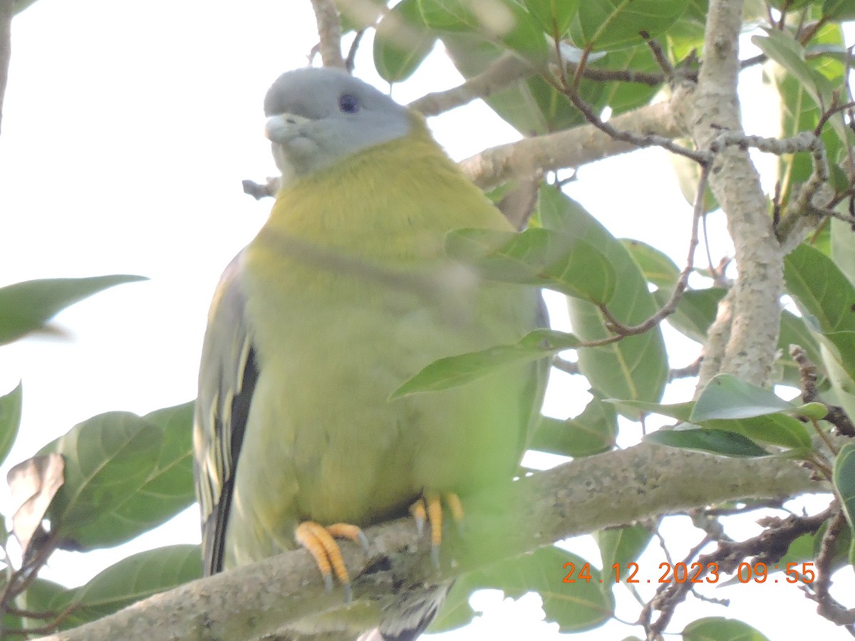 Gray-fronted Green-Pigeon - ML616196147