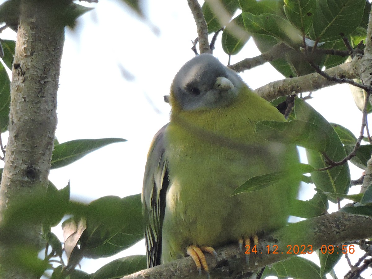 Gray-fronted Green-Pigeon - ML616196149