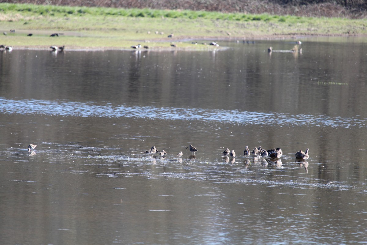 Long-billed Dowitcher - ML616196174