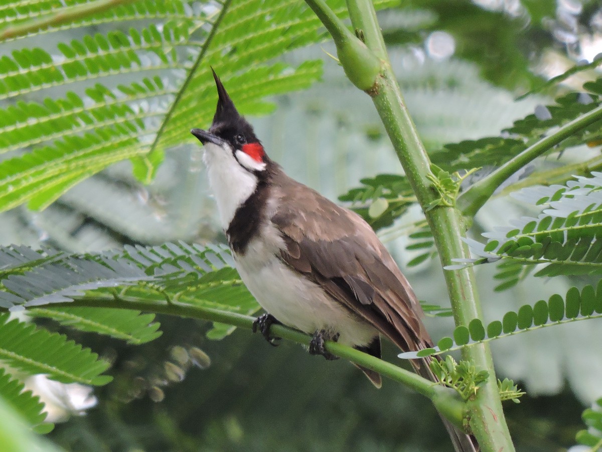 Red-whiskered Bulbul - Solomon Raj Inbanathan