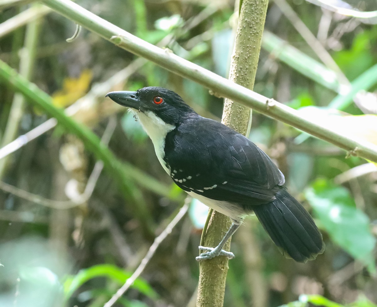 Great Antshrike - ML616196190