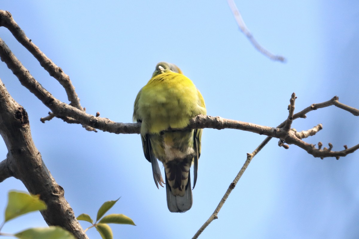 Yellow-footed Green-Pigeon - ML616196195