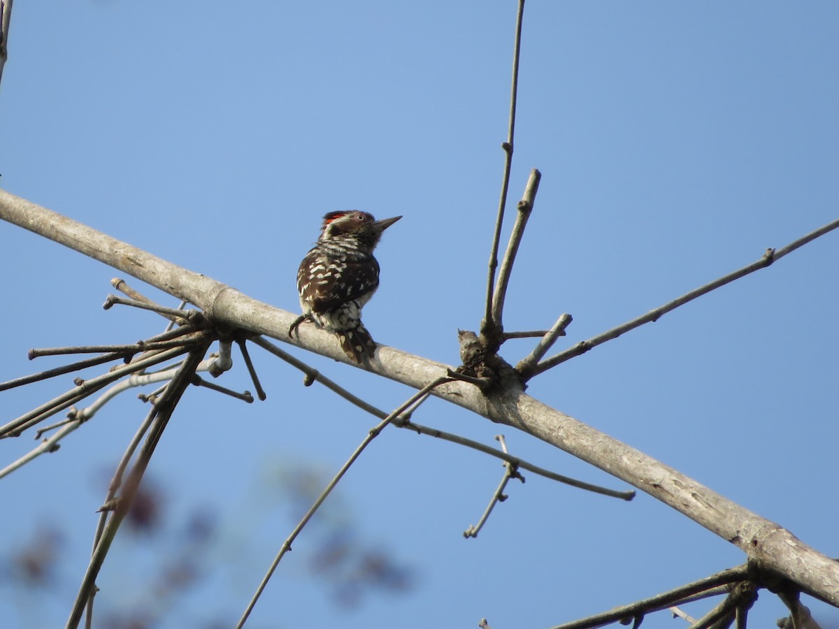 Brown-capped Pygmy Woodpecker - ML616196196