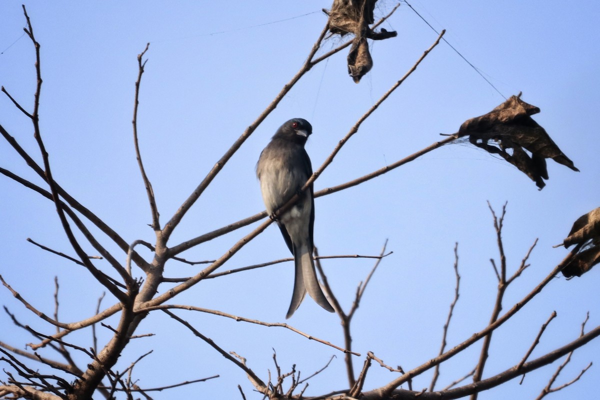Drongo à ventre blanc - ML616196200
