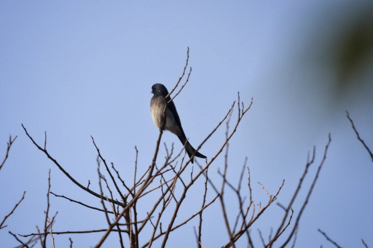 Graubrustdrongo - ML616196201