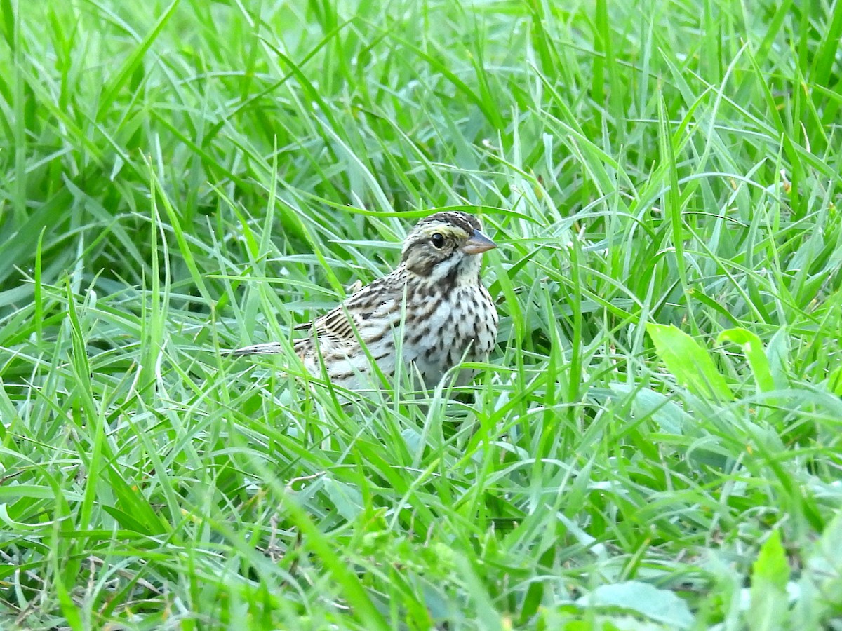 Savannah Sparrow - Joshua Rager