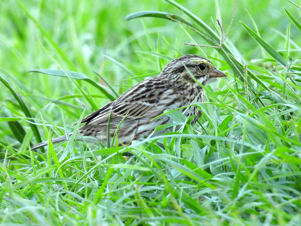 Savannah Sparrow - Joshua Rager