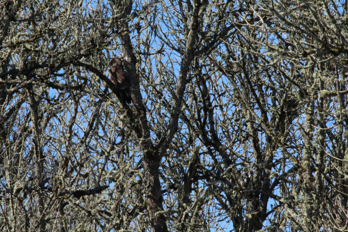 Bald Eagle - Casey Moore-Harris