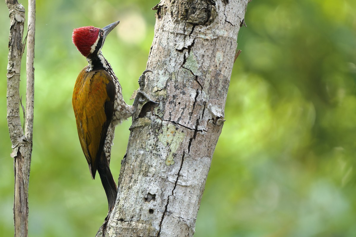 Greater Flameback - ML616196252