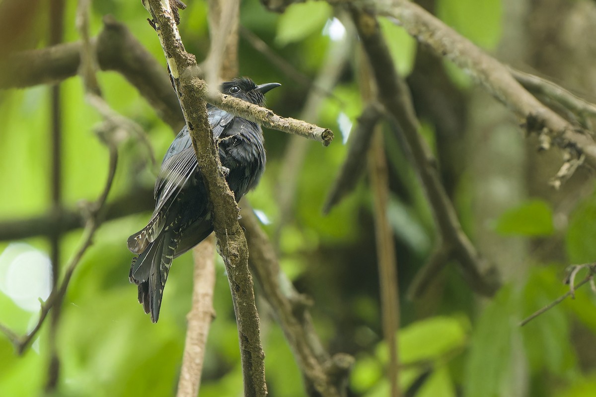Square-tailed Drongo-Cuckoo - ML616196268