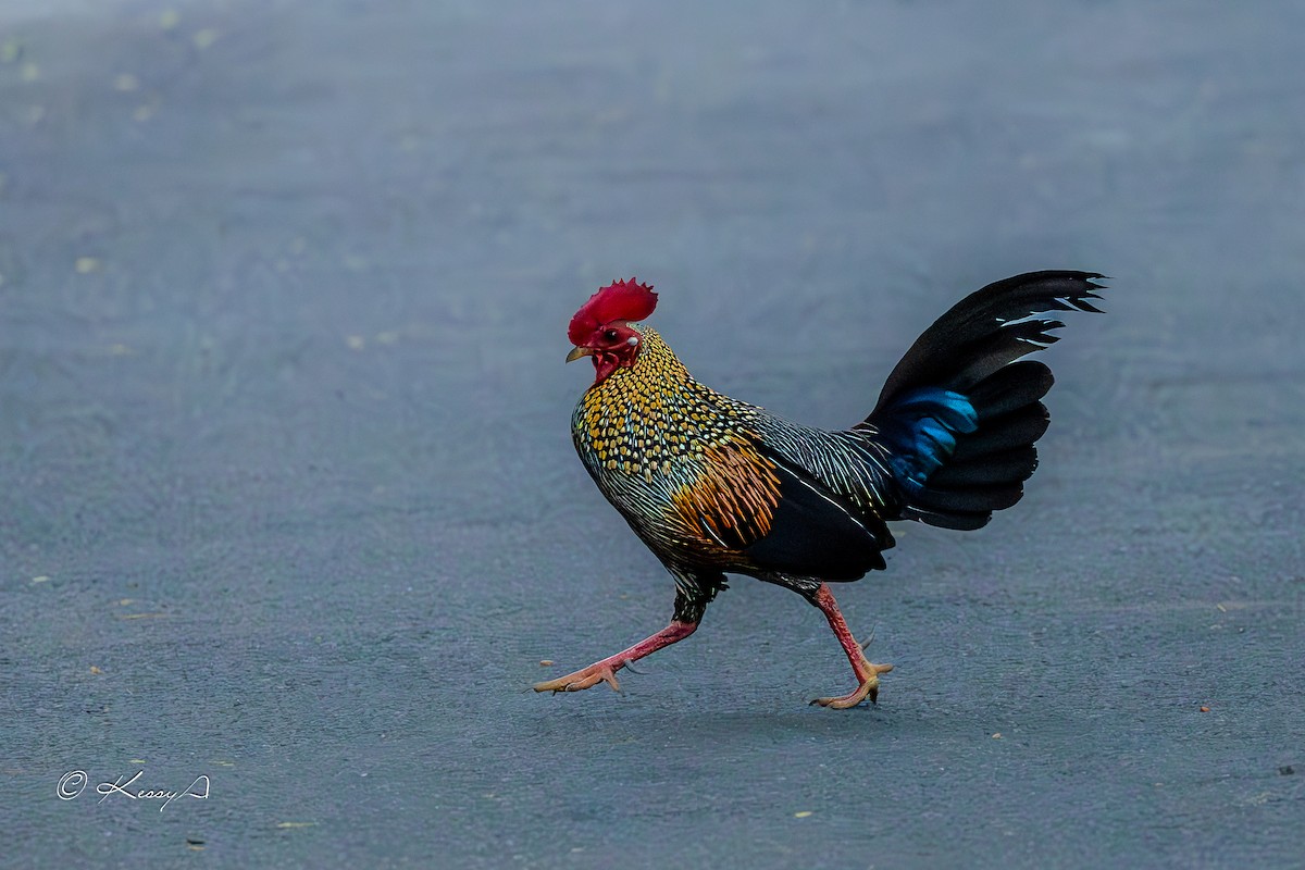 Gray Junglefowl - ML616196276