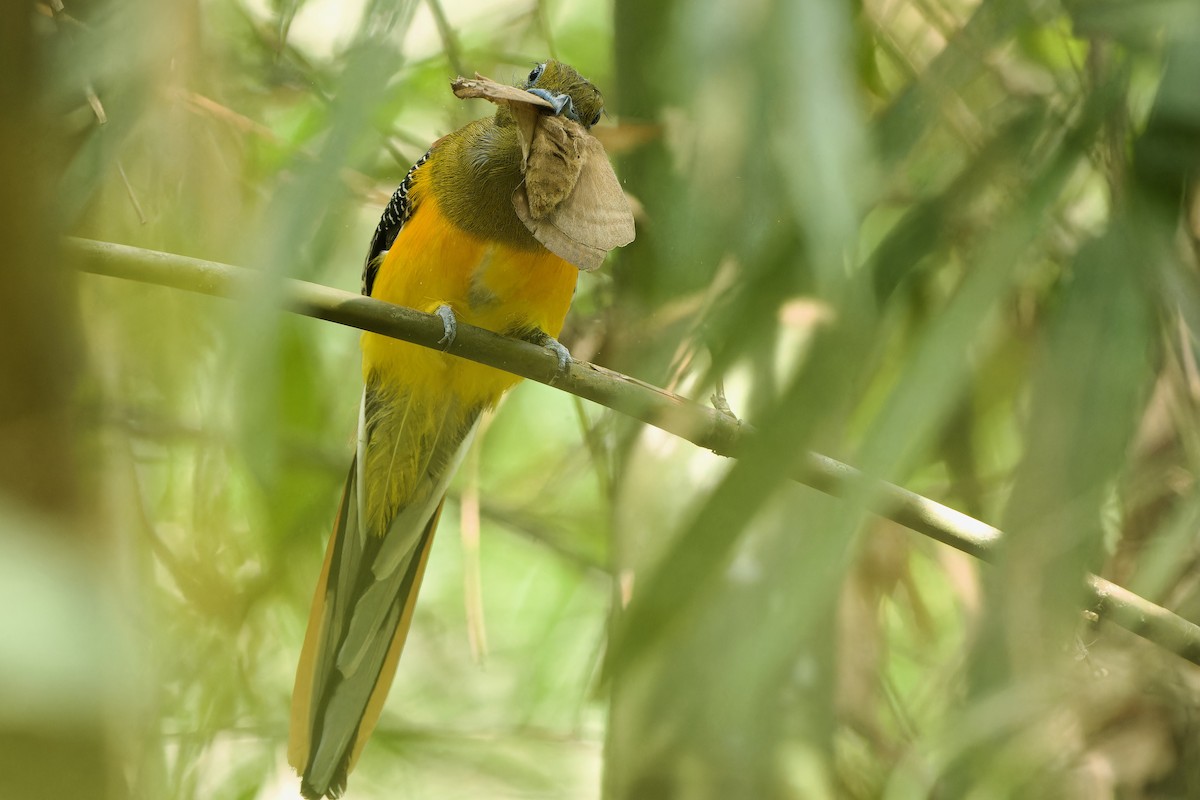 Turuncu Göğüslü Trogon [dulitensis grubu] - ML616196278