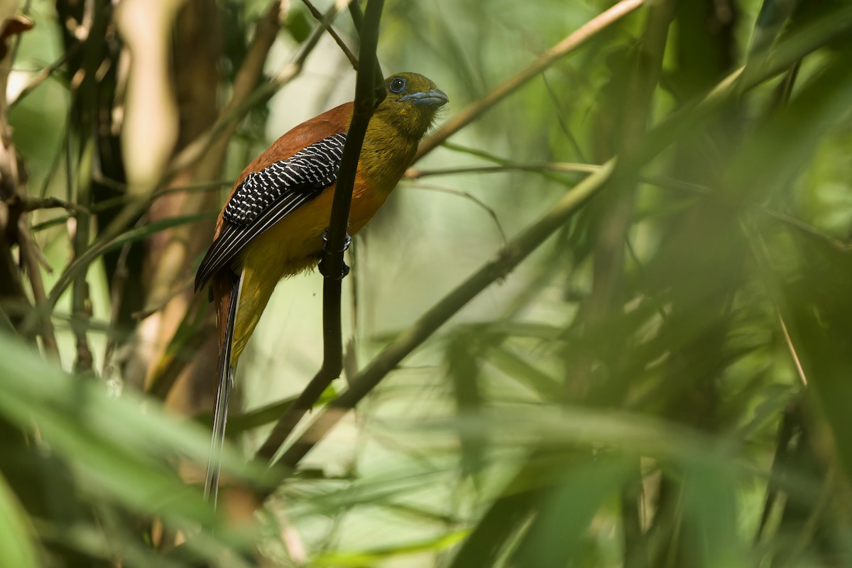 Turuncu Göğüslü Trogon [dulitensis grubu] - ML616196279