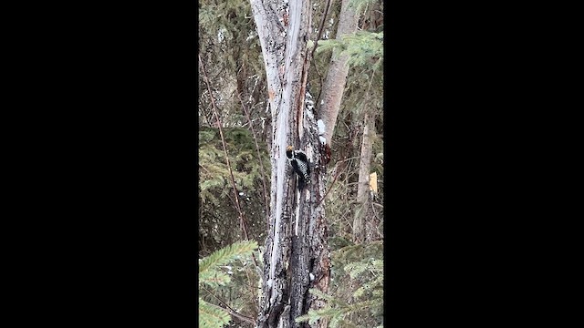 American Three-toed Woodpecker - ML616196311