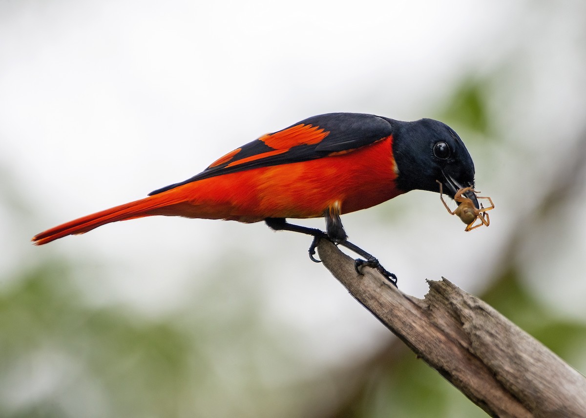 赤紅山椒鳥(speciosus群) - ML616196321