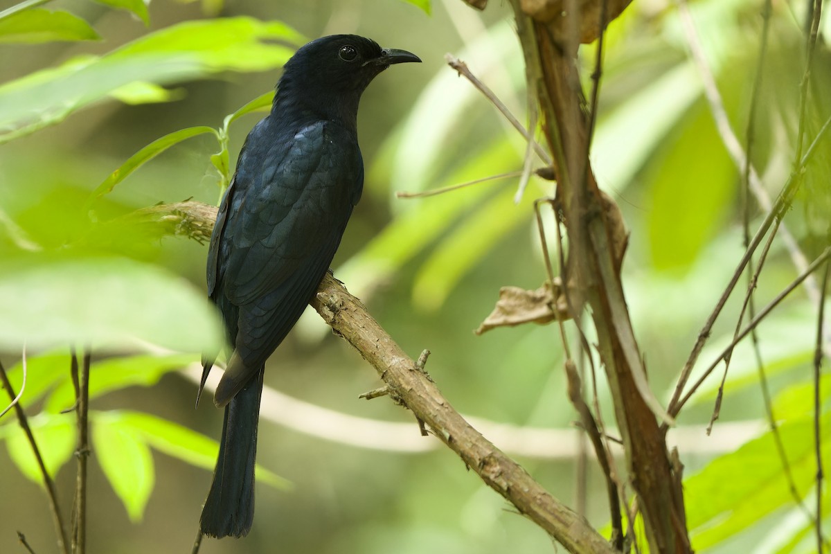 Square-tailed Drongo-Cuckoo - ML616196322