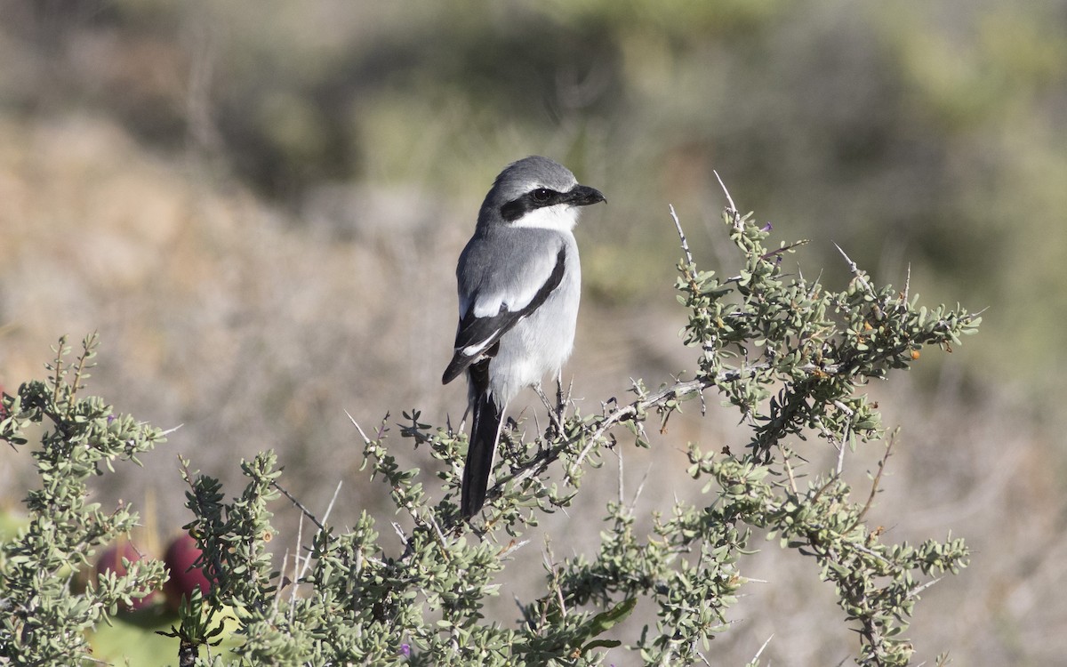 Great Gray Shrike (Sahara) - ML616196333