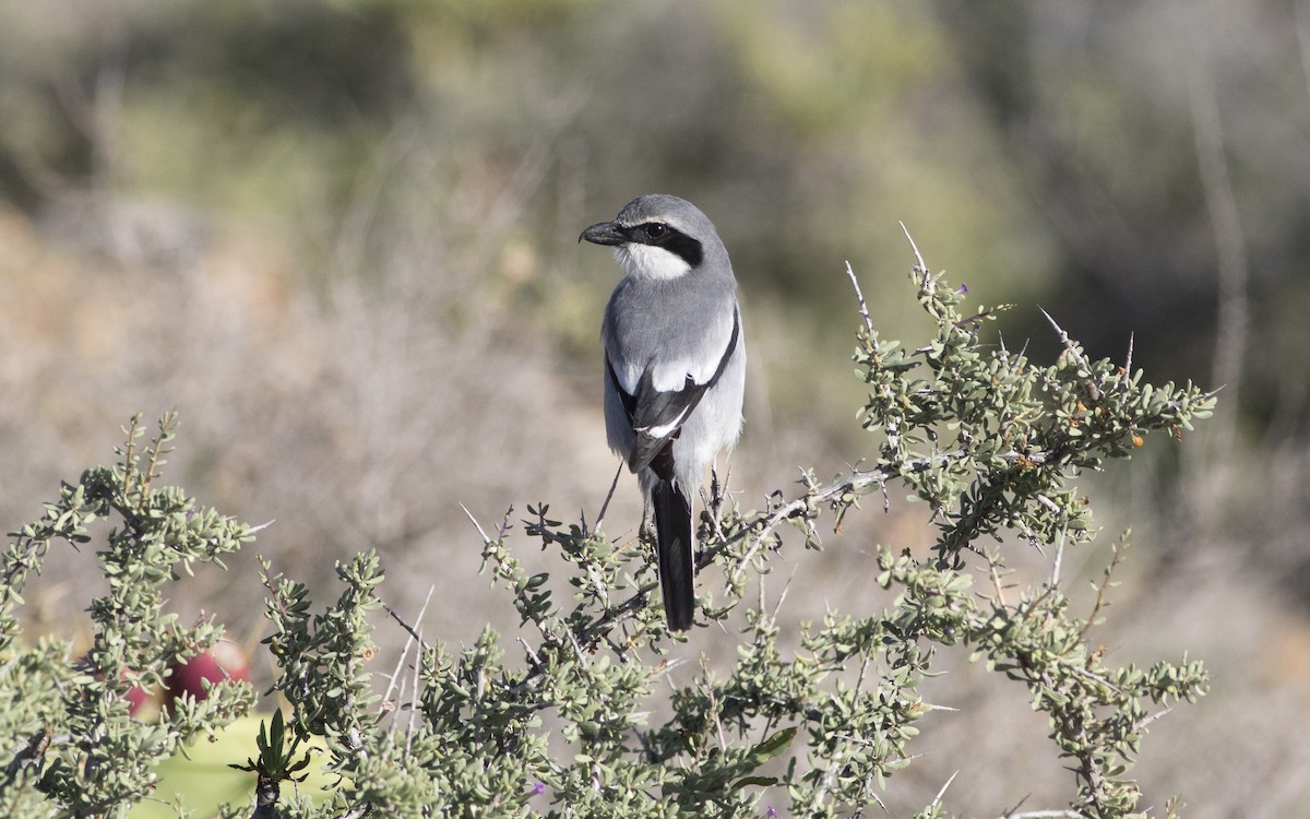 Great Gray Shrike (Sahara) - ML616196334