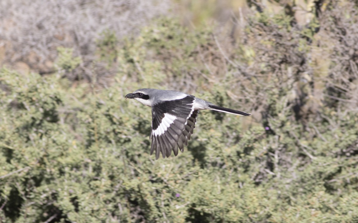 Great Gray Shrike (Sahara) - ML616196335