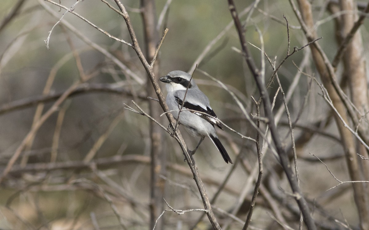 Great Gray Shrike (Sahara) - ML616196359