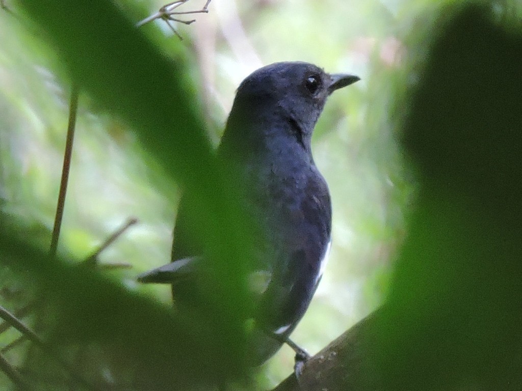 Pied Bushchat - Solomon Raj Inbanathan