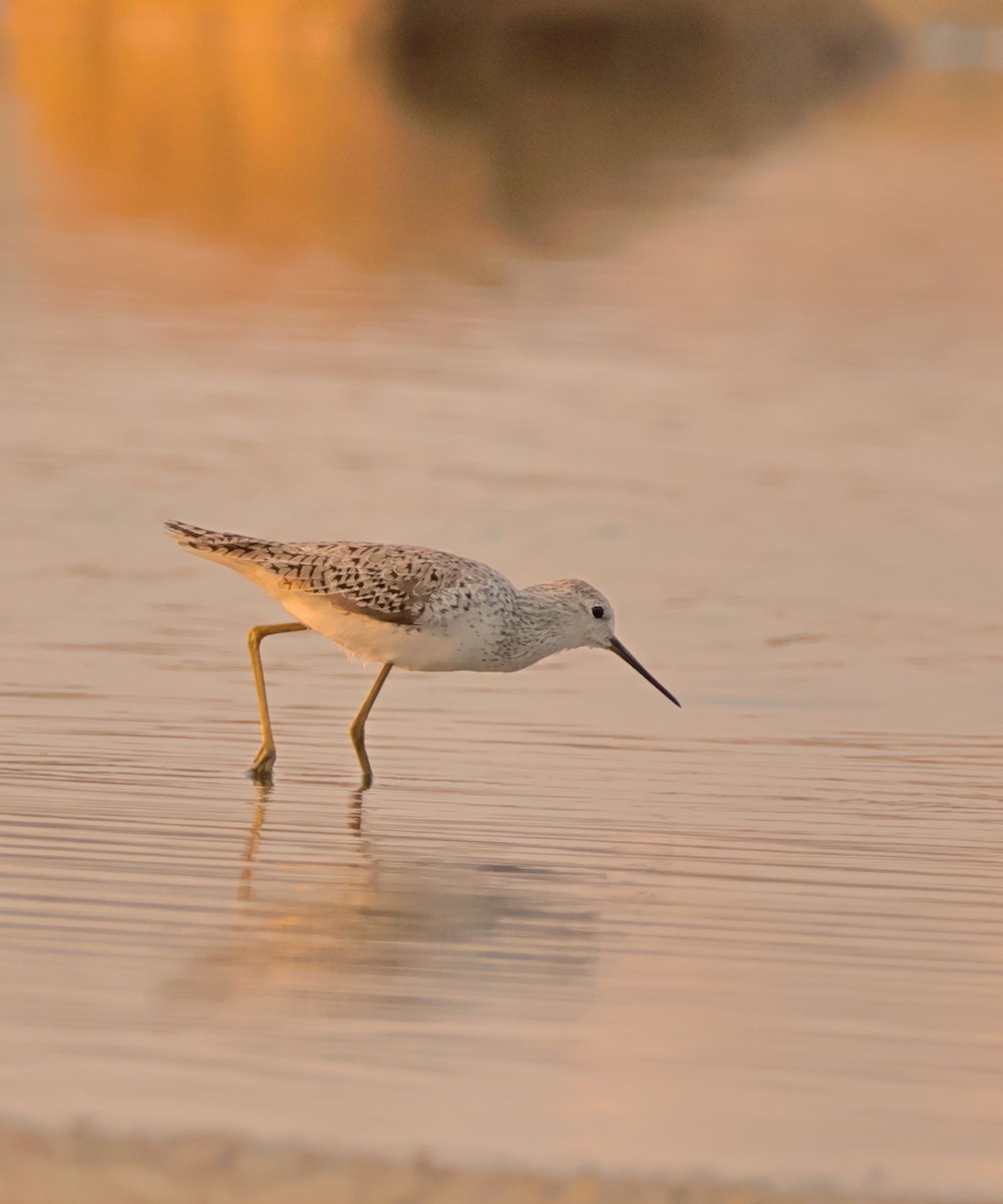 Marsh Sandpiper - ML616196402