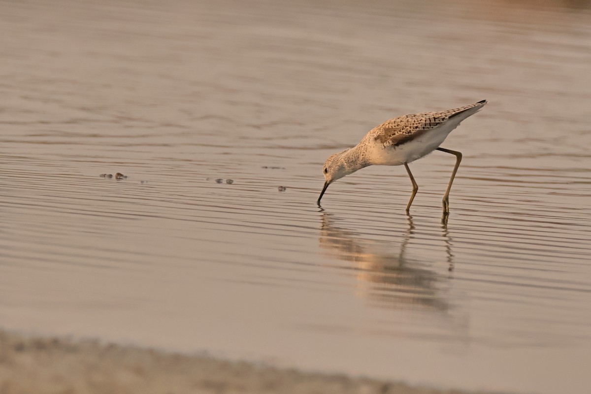 Marsh Sandpiper - ML616196404