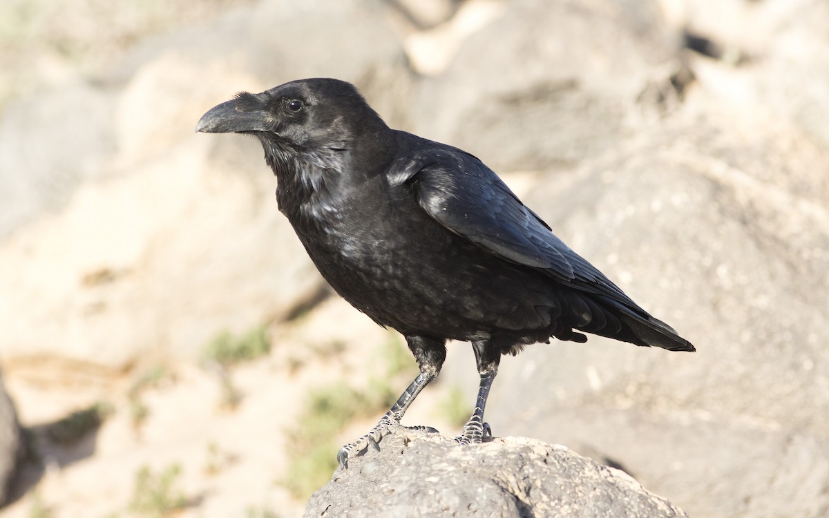 Common Raven - ML616196408