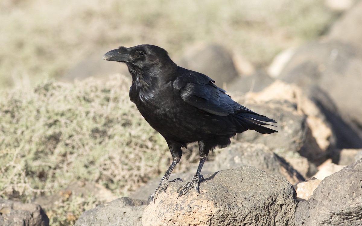 Common Raven - ML616196415