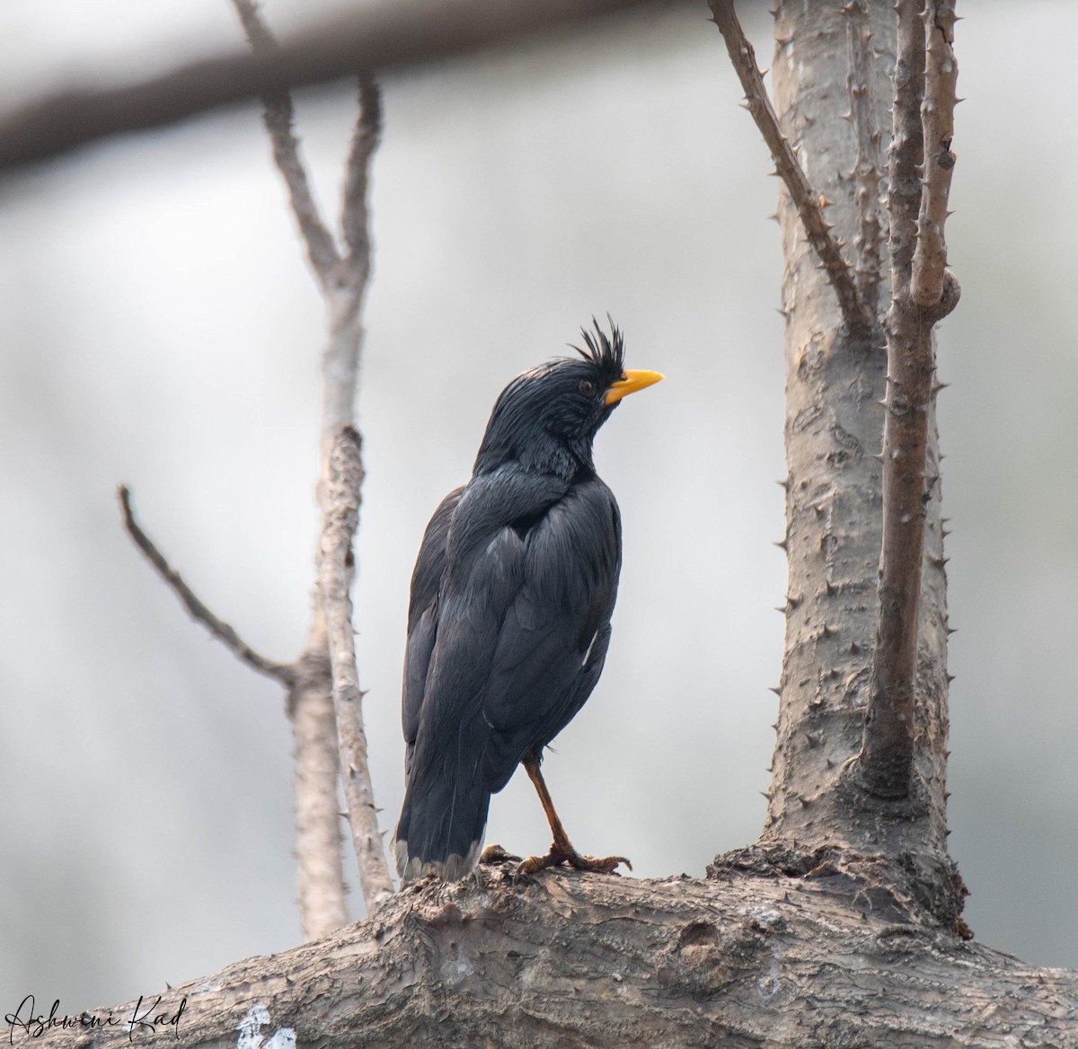 Great Myna - Ash K