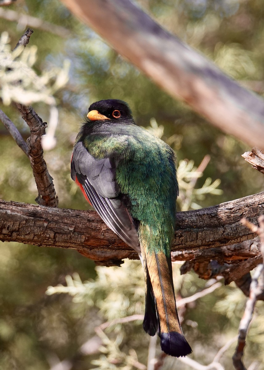 Coppery-tailed Trogon - ML616196442