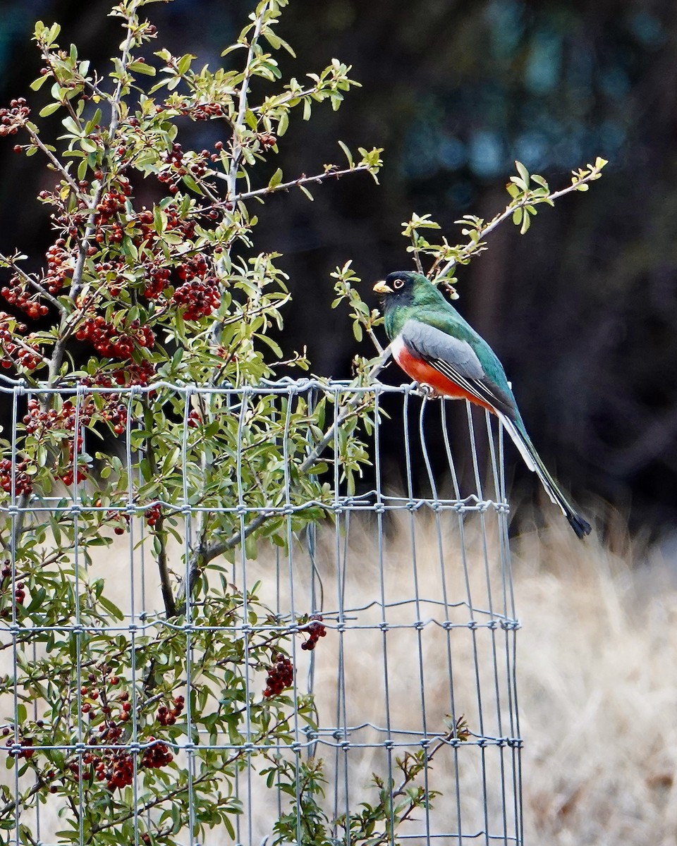 Coppery-tailed Trogon - ML616196470