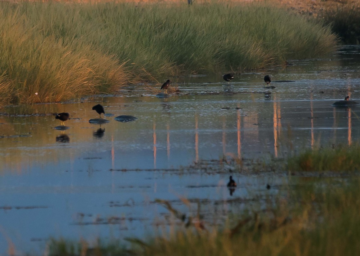 Eurasian Moorhen - ML616196496