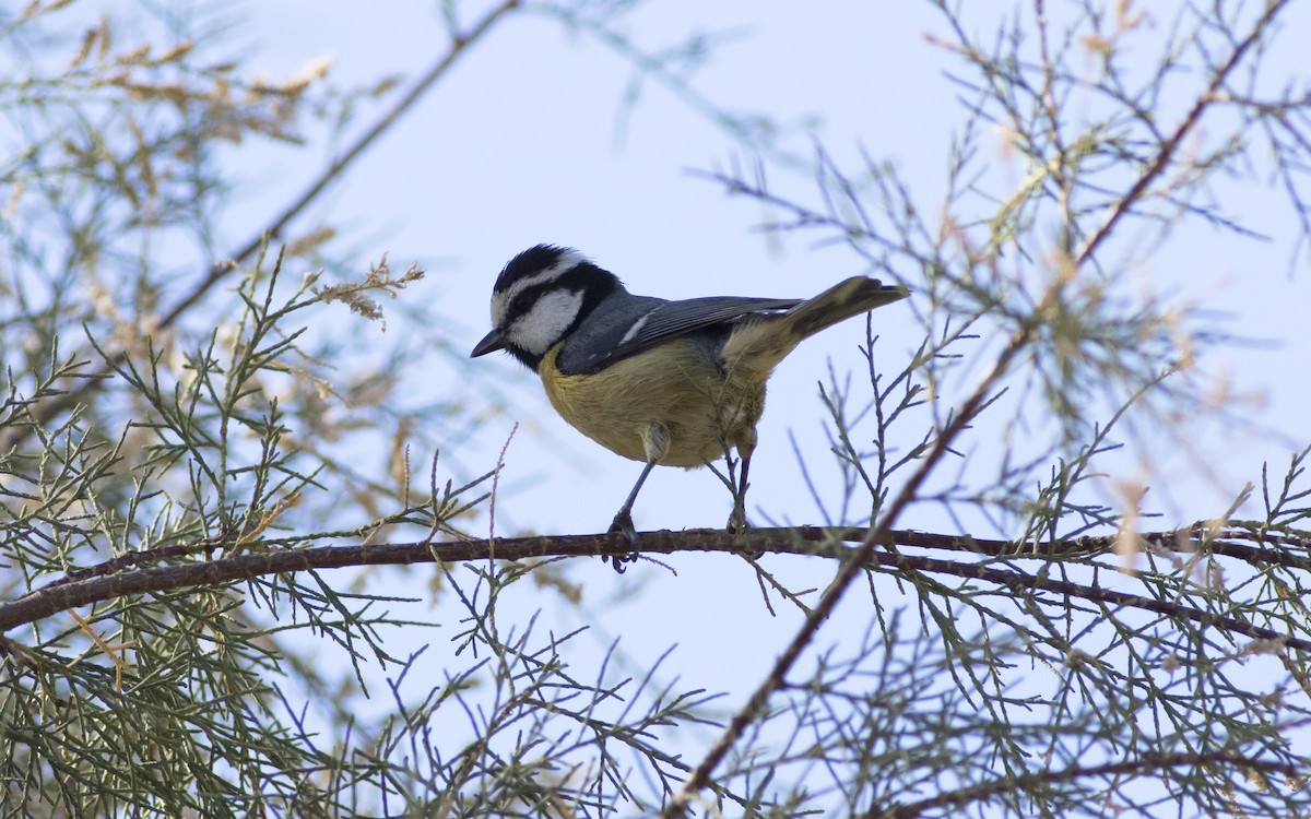 African Blue Tit - Emmanuel Naudot