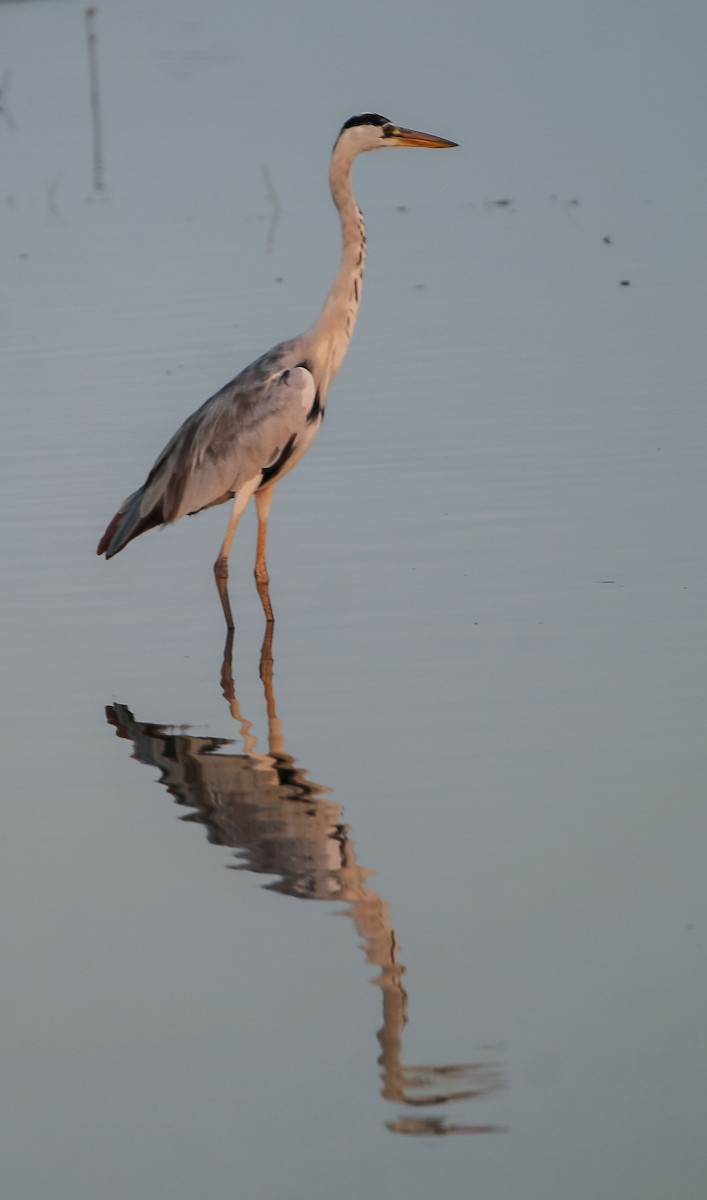 Gray Heron - ML616196544