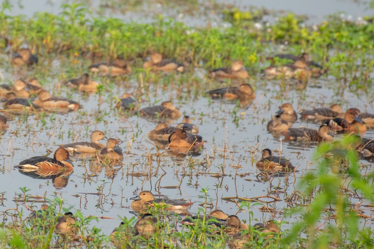 Fulvous Whistling-Duck - Manish Kumar Chattopadhyay