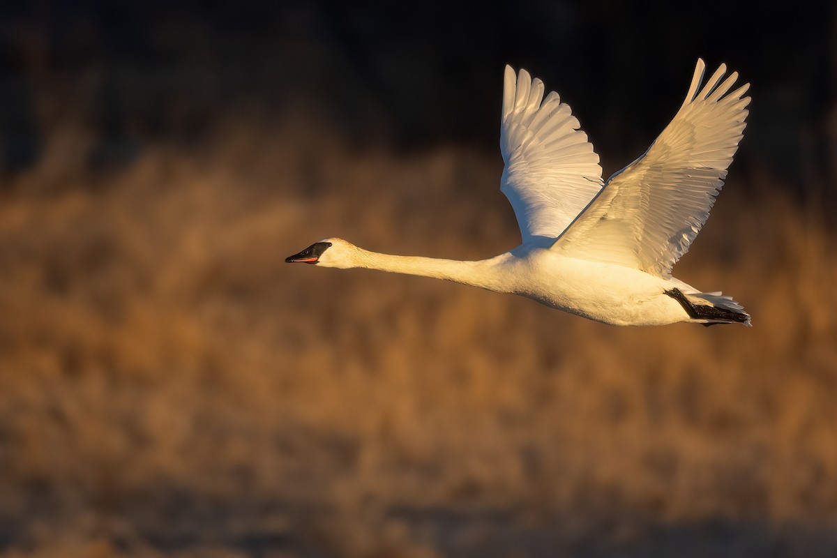 Cisne Trompetero - ML616196567