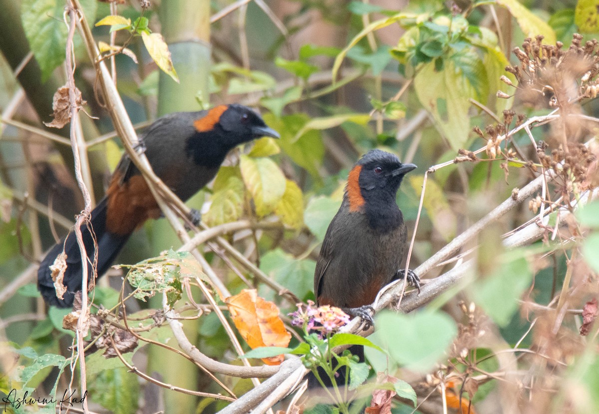 Rufous-necked Laughingthrush - ML616196576