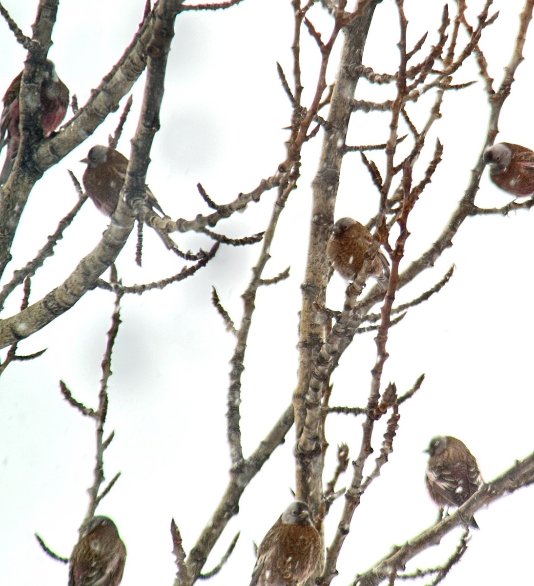 Gray-crowned Rosy-Finch (Gray-crowned) - Sulli Gibson